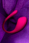 Виброяйцо с управлением с мобильного телефона Lovense Lush 3 Виброяйцо с управлением с мобильного телефона Lovense Lush 3