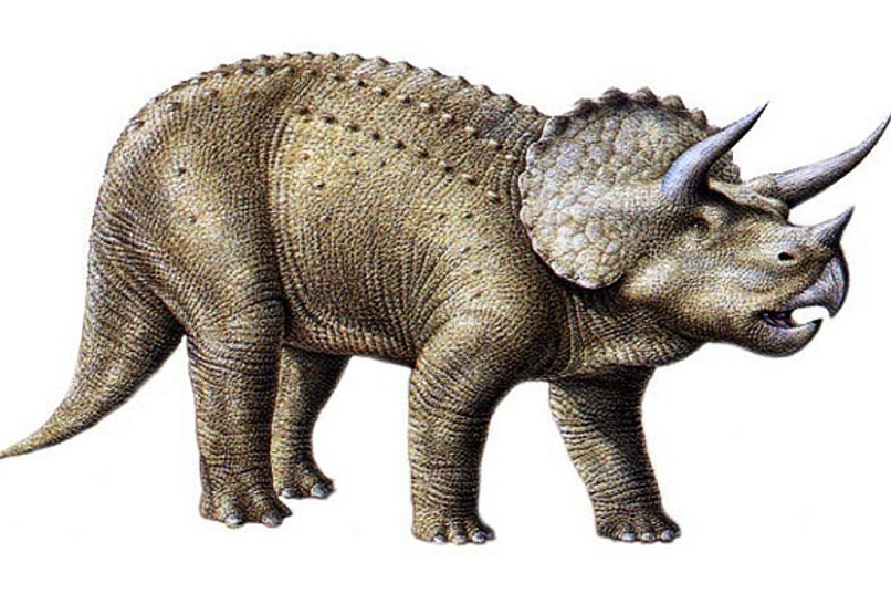 Фаллоимитатор зооэротика ЦЕРАТОПС, 22 см